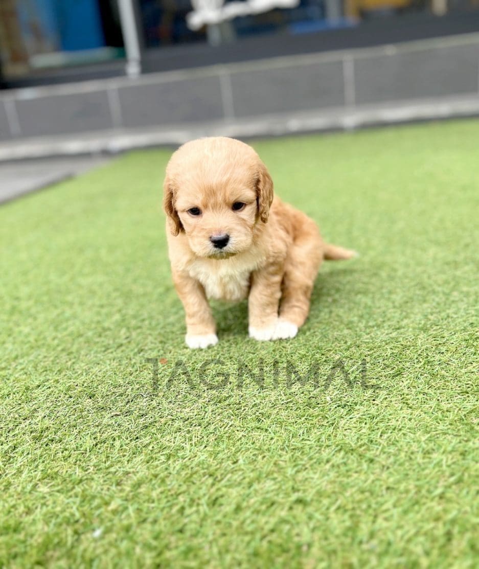 Goldendoodle puppy for sale, dog for sale at Tagnimal