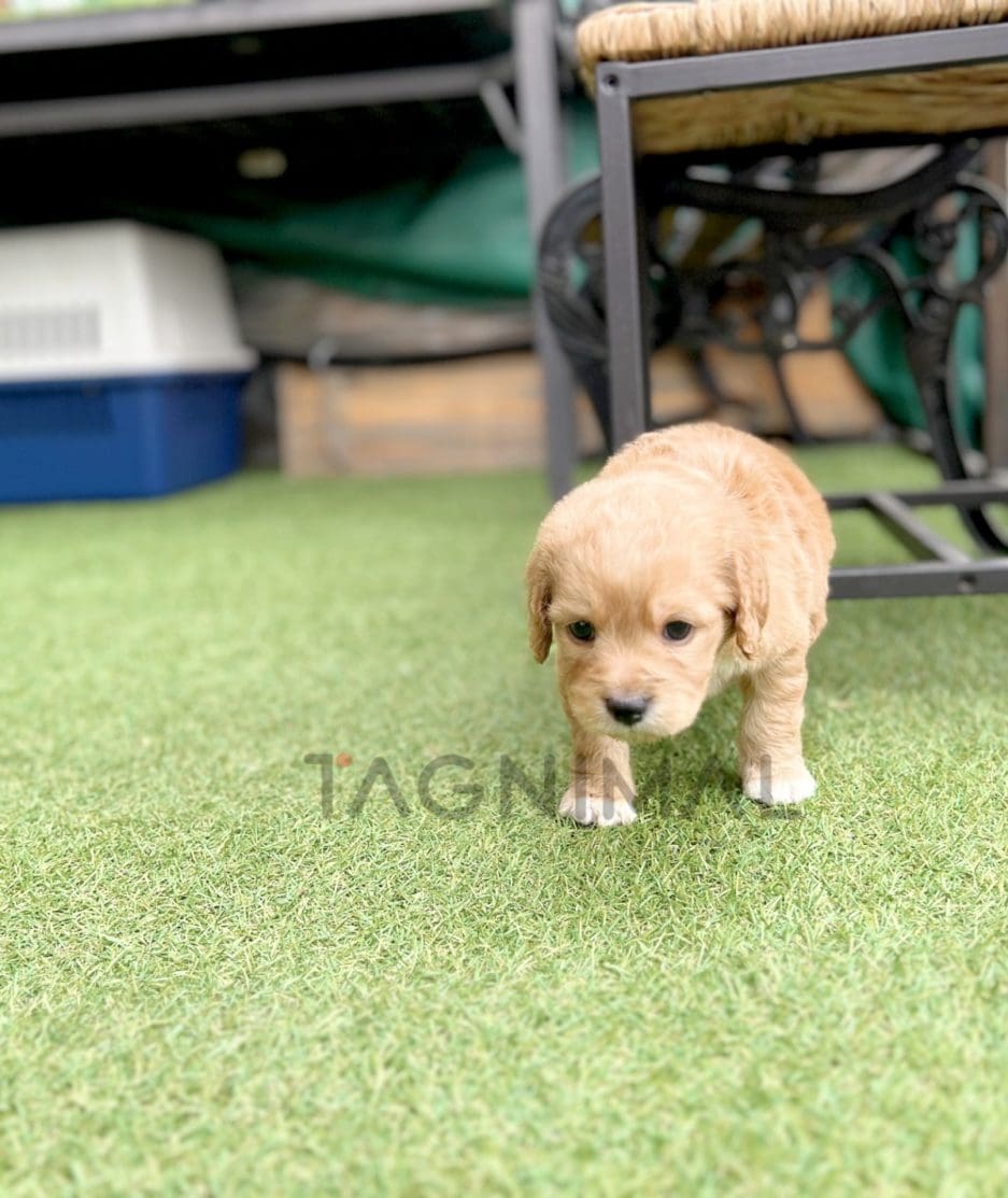 Goldendoodle puppy for sale, dog for sale at Tagnimal