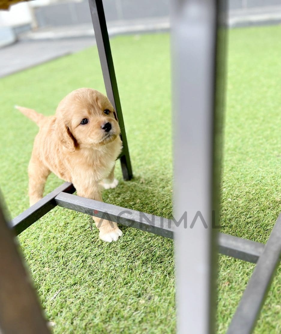 Bichon puppy for sale, dog for sale at Tagnimal