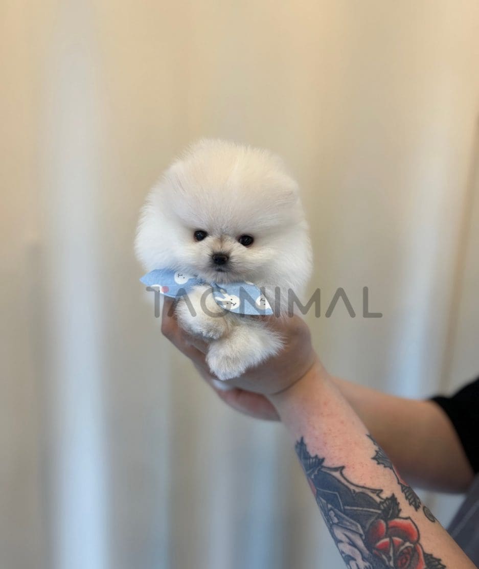 Pomeranian puppy for sale, dog for sale at Tagnimal