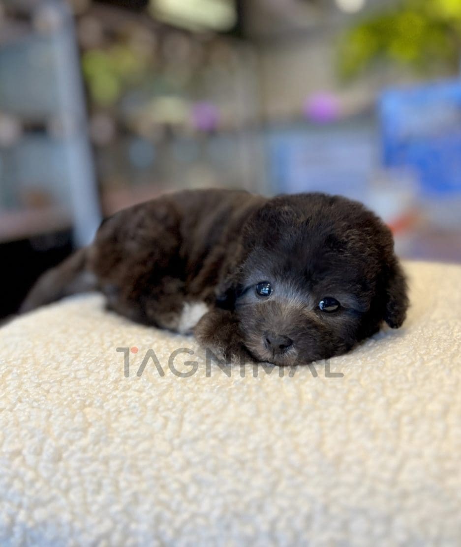 Bedlington puppy for sale, dog for sale at Tagnimal