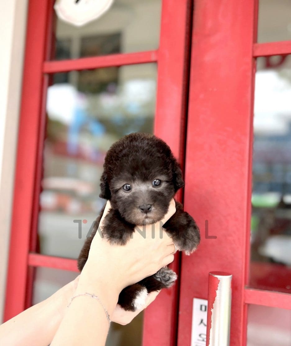 Bedlington puppy for sale, dog for sale at Tagnimal