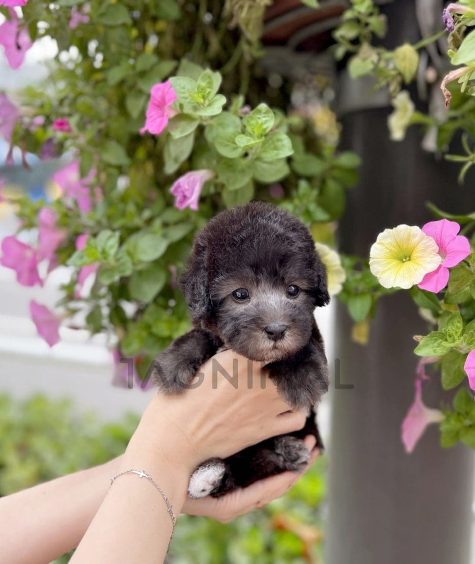 Bedlington puppy for sale, dog for sale at Tagnimal