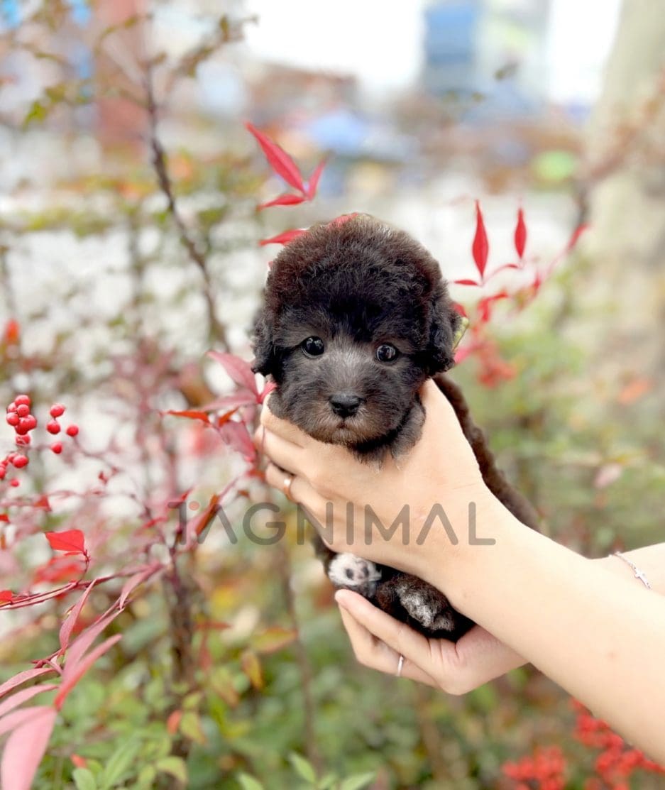 Bedlington puppy for sale, dog for sale at Tagnimal