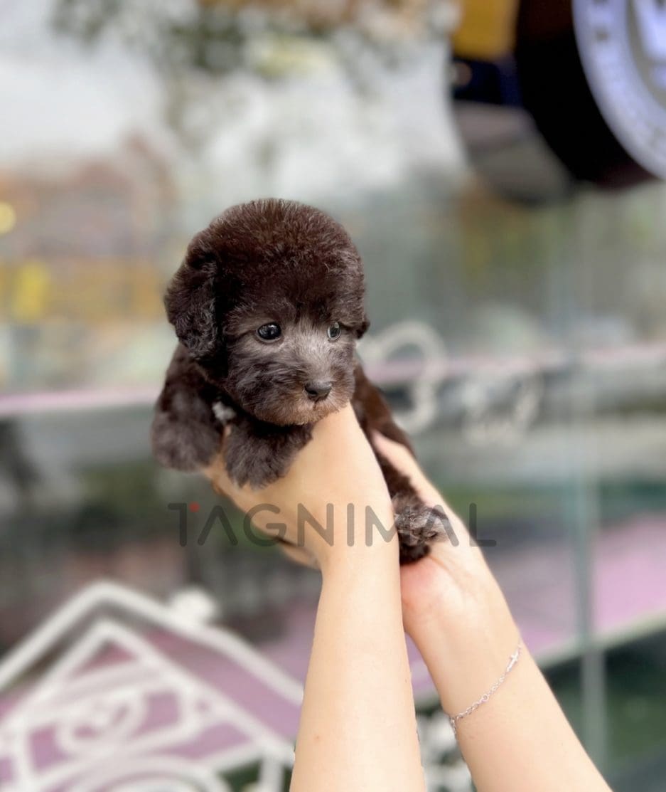 Bedlington puppy for sale, dog for sale at Tagnimal