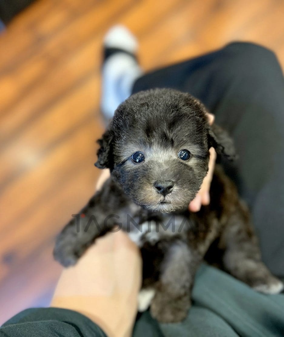 Bedlington puppy for sale, dog for sale at Tagnimal