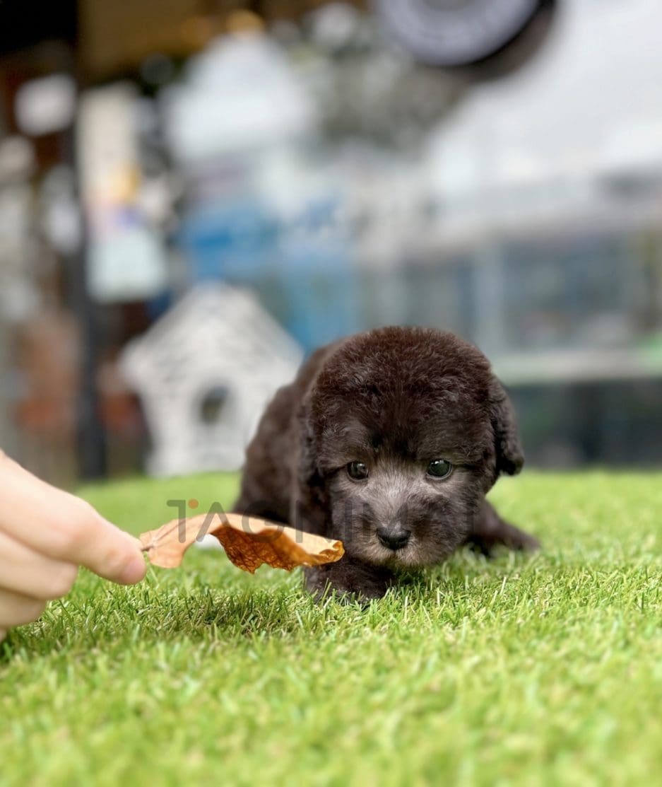 Bedlington puppy for sale, dog for sale at Tagnimal