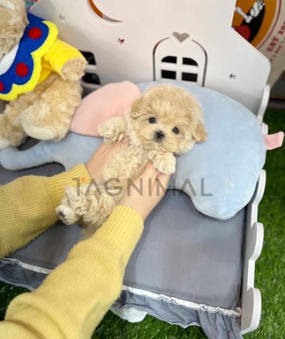 Maltipoo puppy for sale, dog for sale at Tagnimal