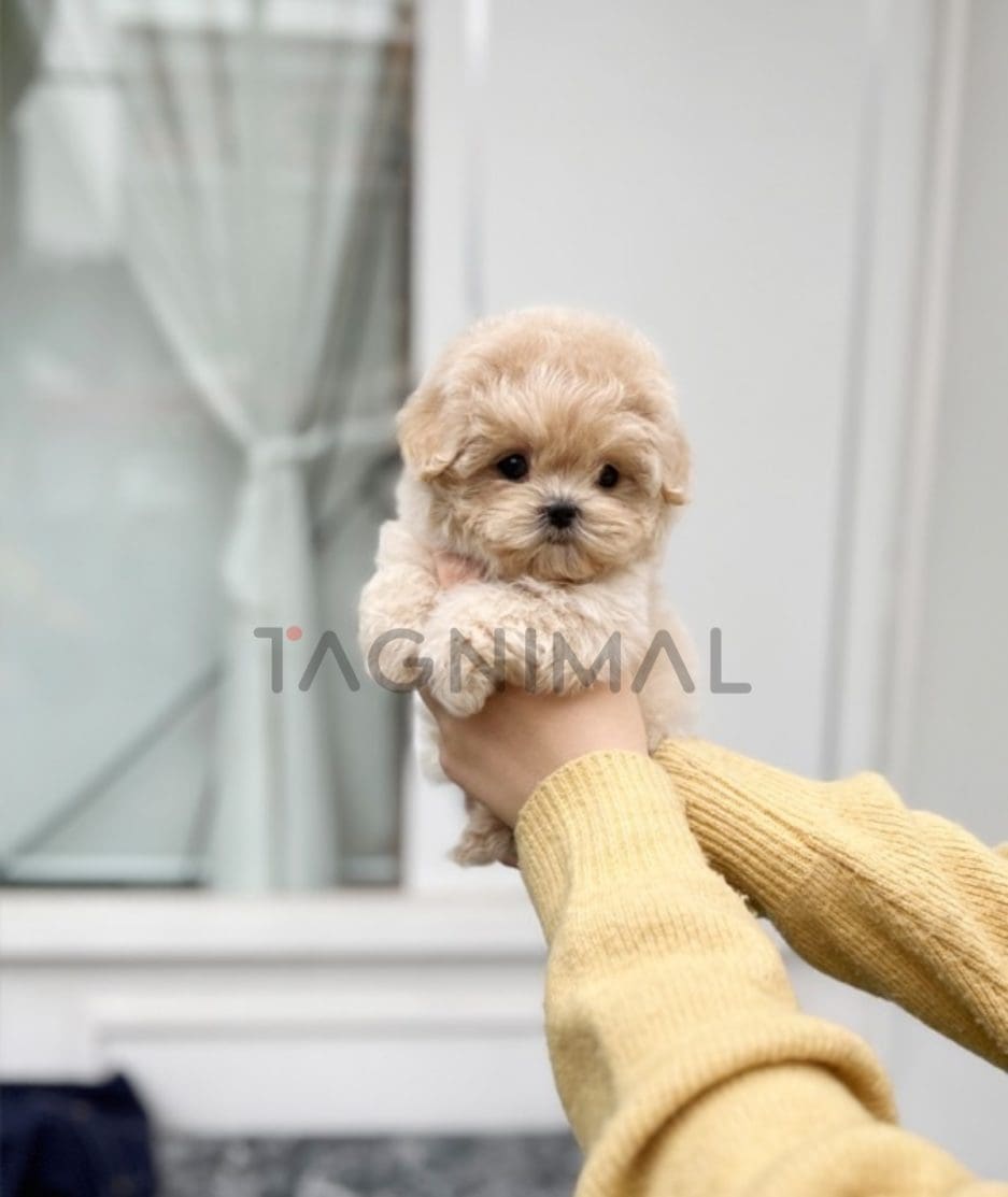 Maltipoo puppy for sale, dog for sale at Tagnimal