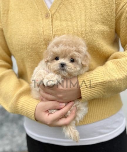 Maltipoo puppy for sale, dog for sale at Tagnimal