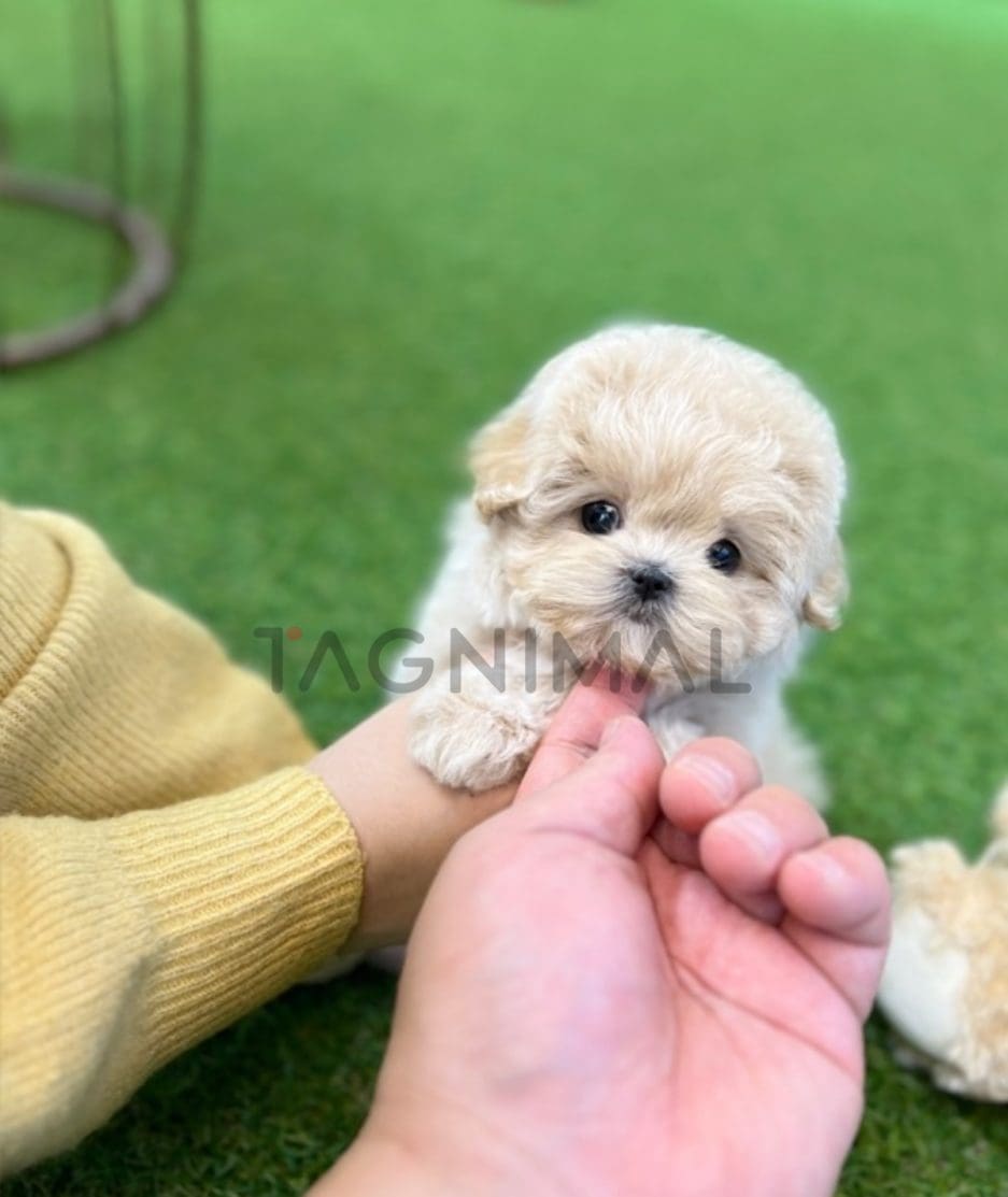 Maltipoo puppy for sale, dog for sale at Tagnimal