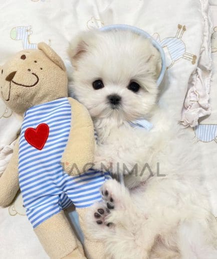 Maltese puppy for sale, dog for sale at Tagnimal