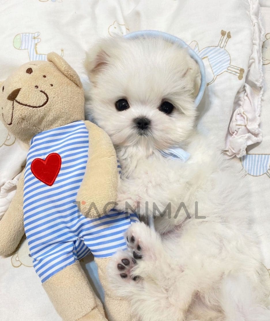 Maltese puppy for sale, dog for sale at Tagnimal