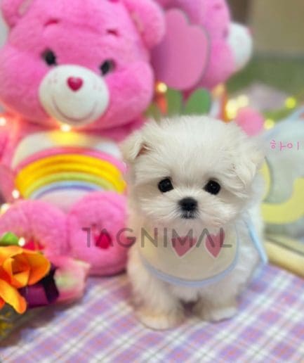 Maltese puppy for sale, dog for sale at Tagnimal