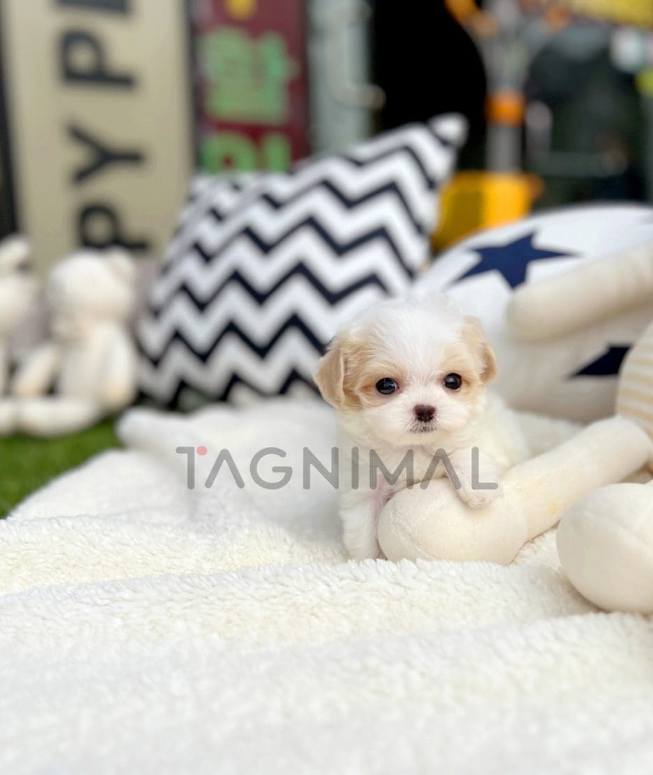 Maltipoo puppy for sale, dog for sale at Tagnimal