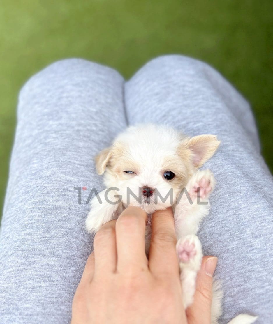 Maltipoo puppy for sale, dog for sale at Tagnimal