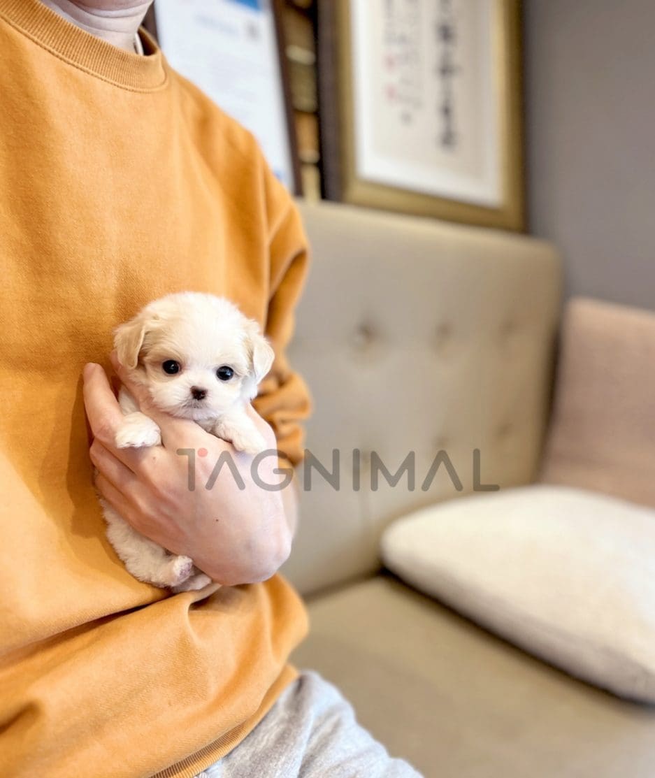 Maltipoo puppy for sale, dog for sale at Tagnimal