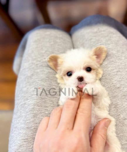 Maltipoo puppy for sale, dog for sale at Tagnimal