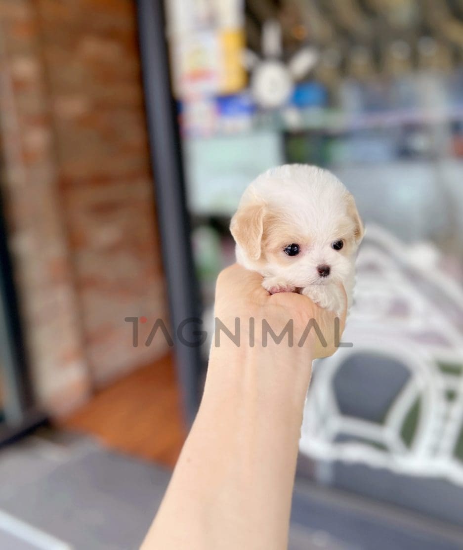 Maltipoo puppy for sale, dog for sale at Tagnimal