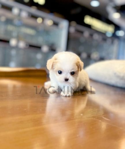 Maltipoo puppy for sale, dog for sale at Tagnimal