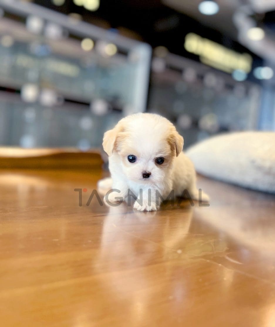 Maltipoo puppy for sale, dog for sale at Tagnimal