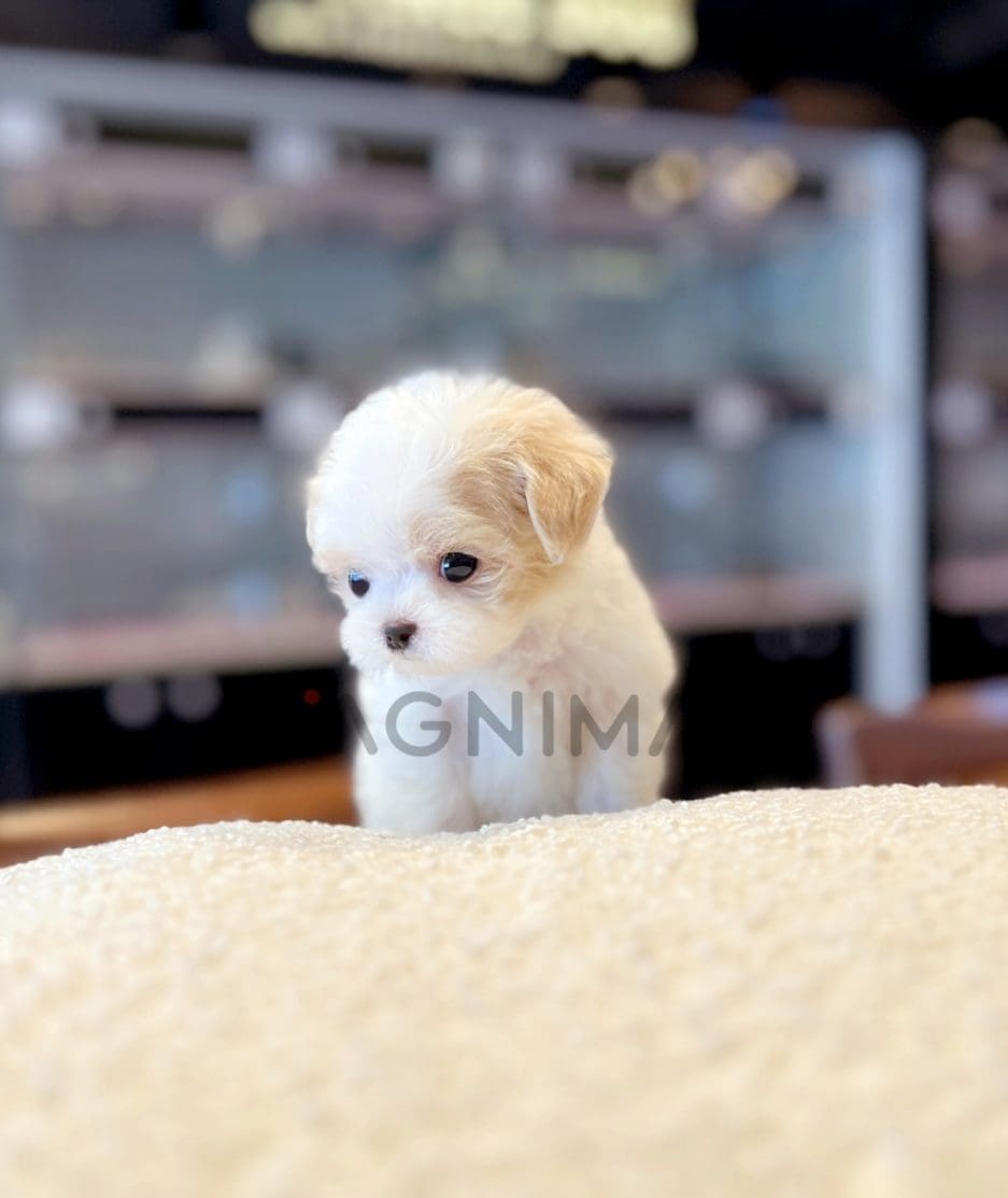 Maltipoo puppy for sale, dog for sale at Tagnimal