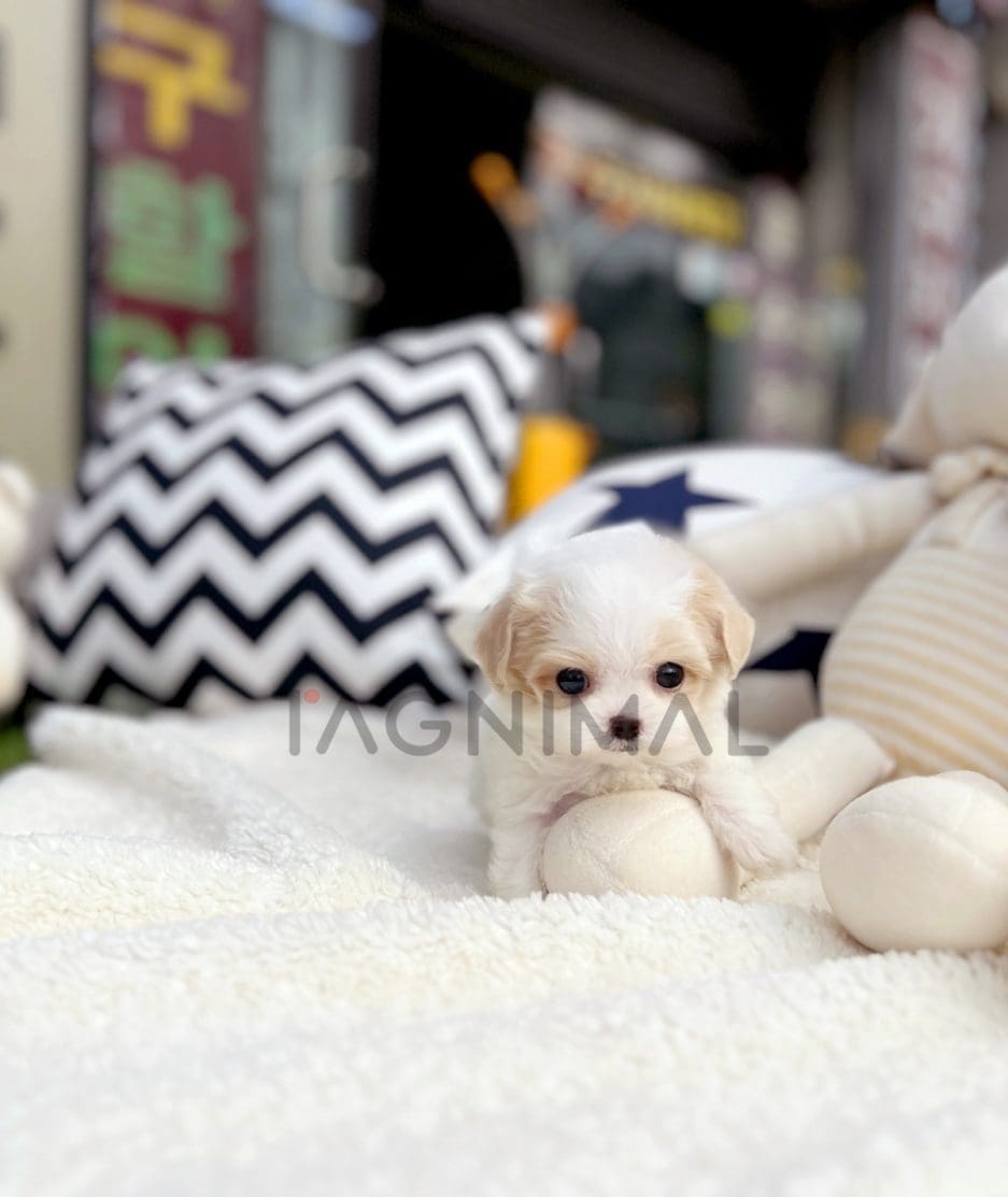 Maltipoo puppy for sale, dog for sale at Tagnimal