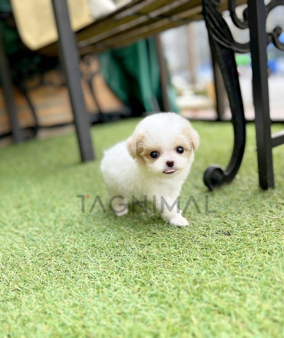 Maltipoo puppy for sale, dog for sale at Tagnimal