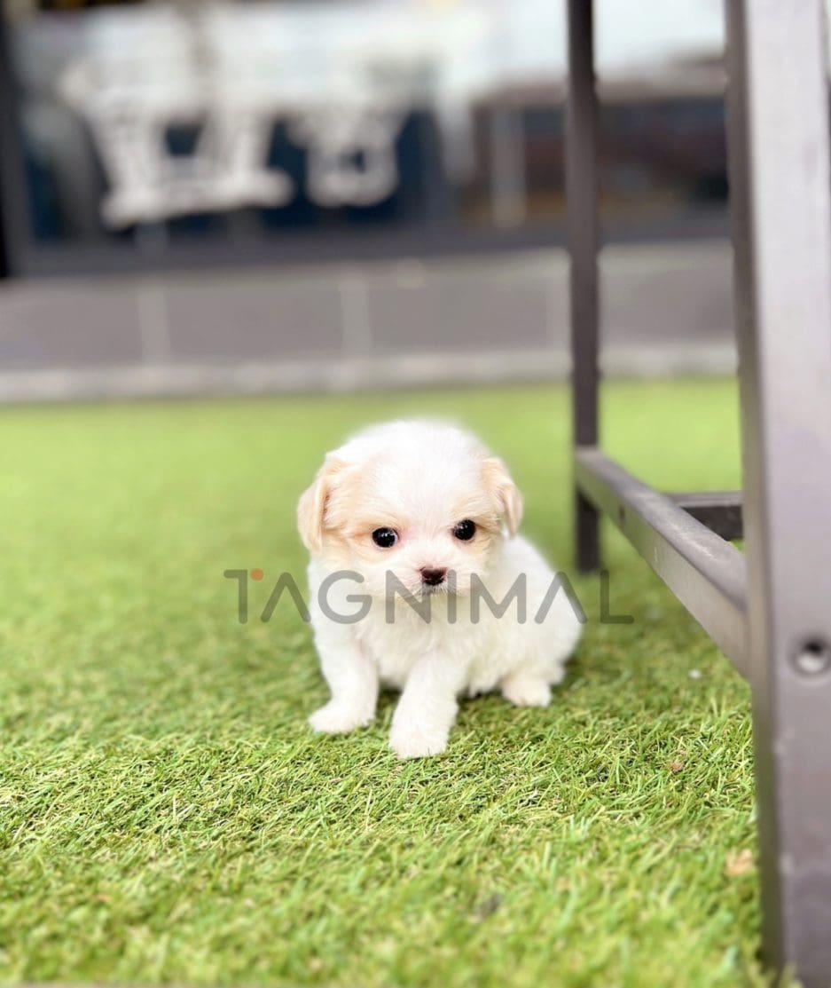 Maltipoo puppy for sale, dog for sale at Tagnimal