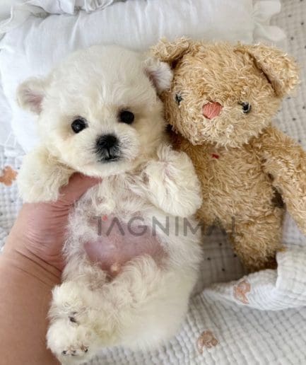 Bichon puppy for sale, dog for sale at Tagnimal