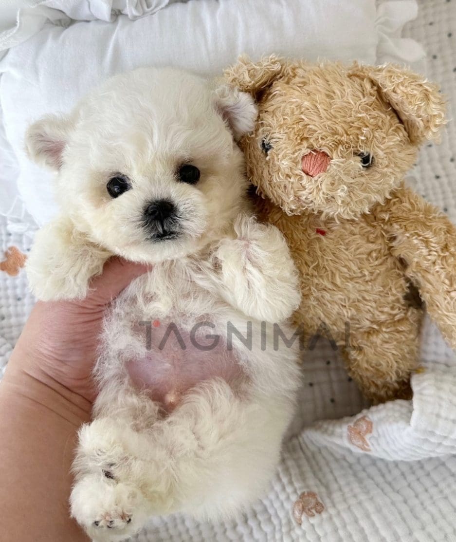 Bichon puppy for sale, dog for sale at Tagnimal