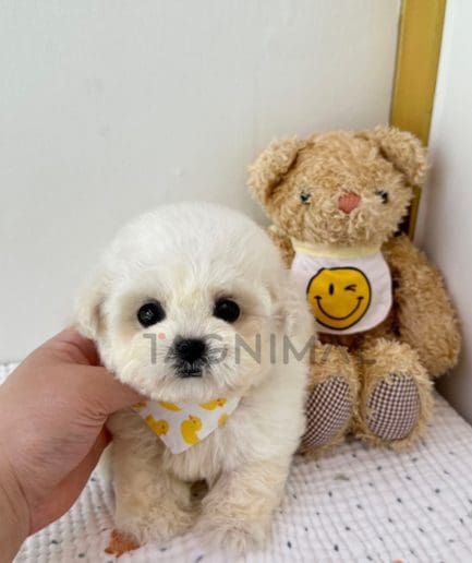 Bichon puppy for sale, dog for sale at Tagnimal