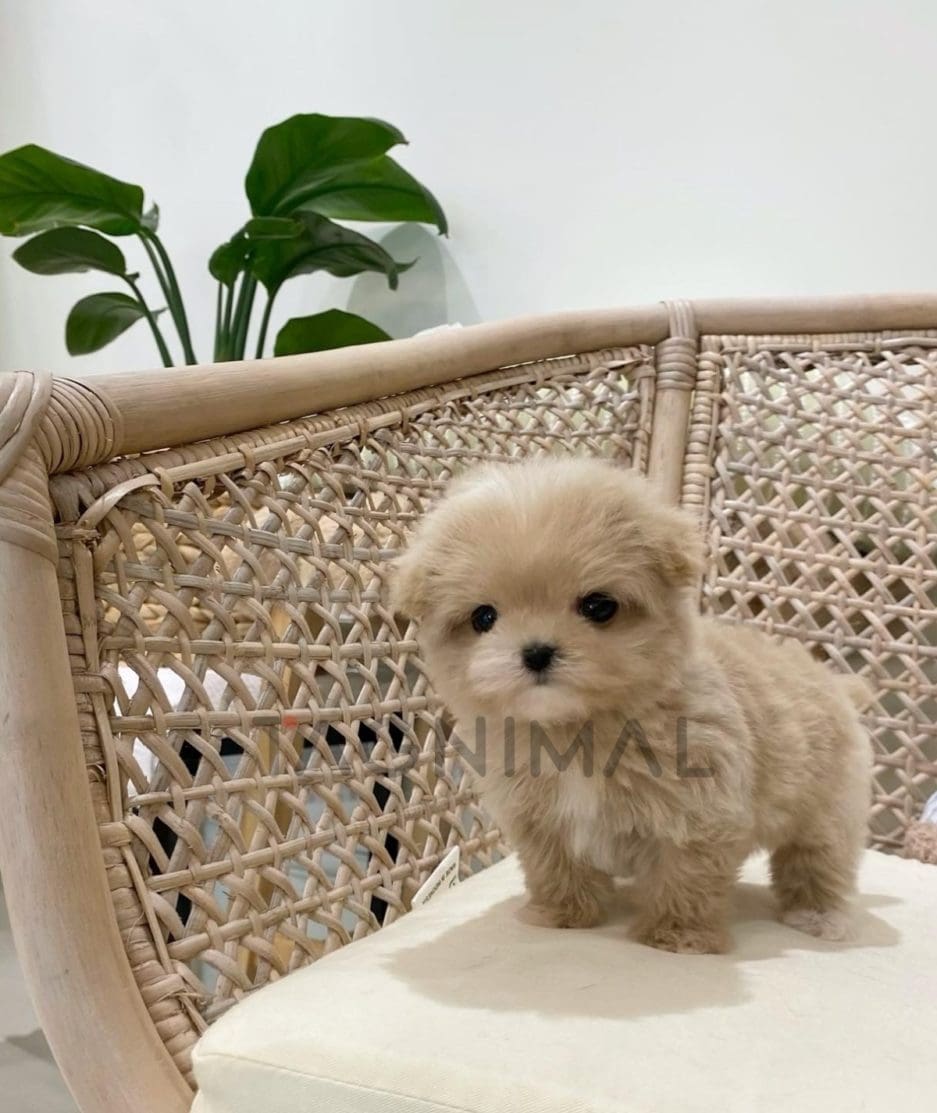 Maltipoo puppy for sale, dog for sale at Tagnimal