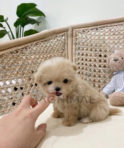 Maltipoo puppy for sale, dog for sale at Tagnimal