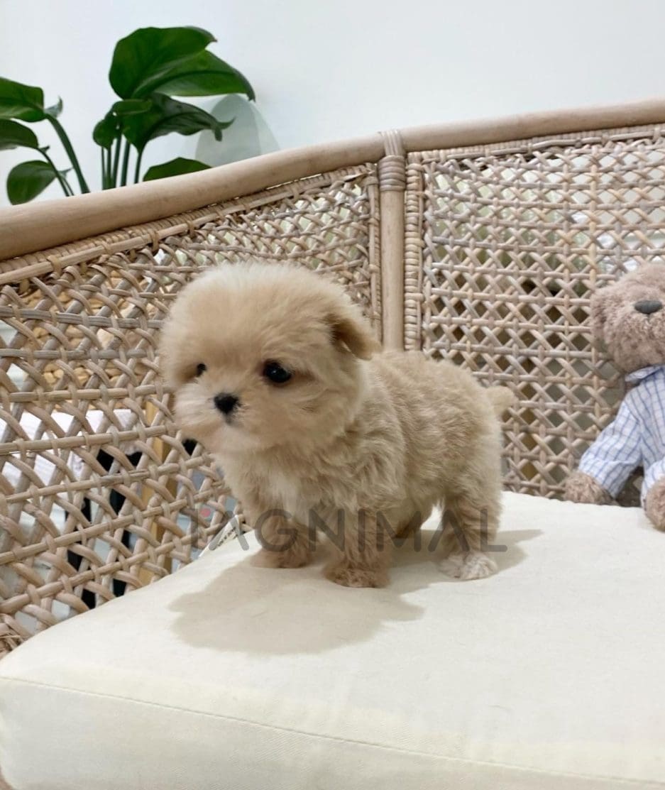 Maltipoo puppy for sale, dog for sale at Tagnimal