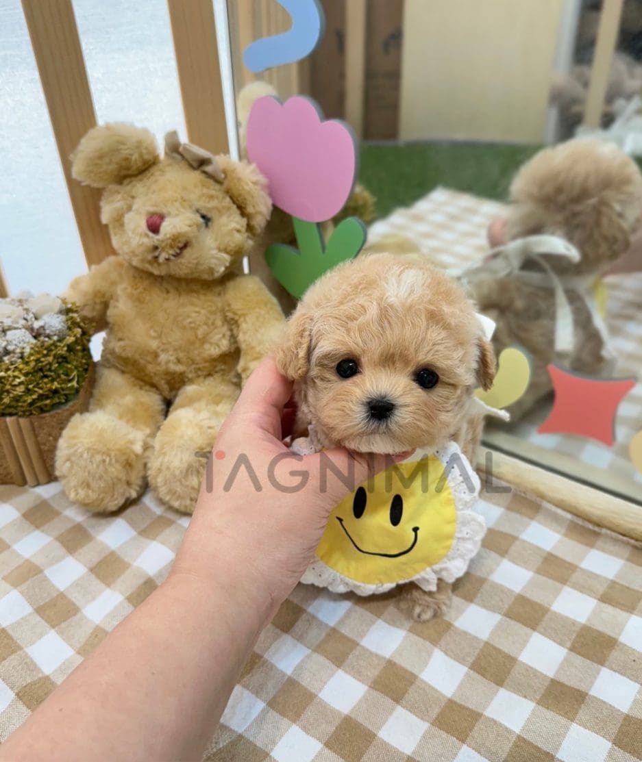 Maltipoo puppy for sale, dog for sale at Tagnimal