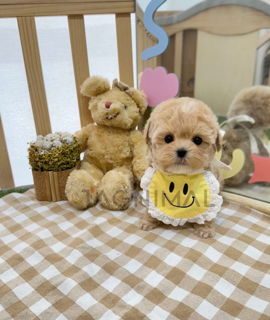 Maltipoo puppy for sale, dog for sale at Tagnimal