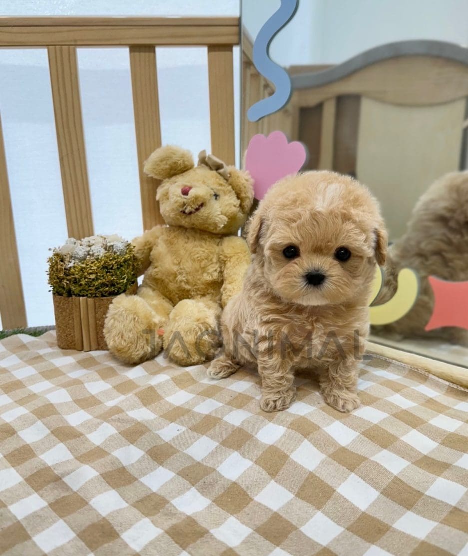 Maltipoo puppy for sale, dog for sale at Tagnimal