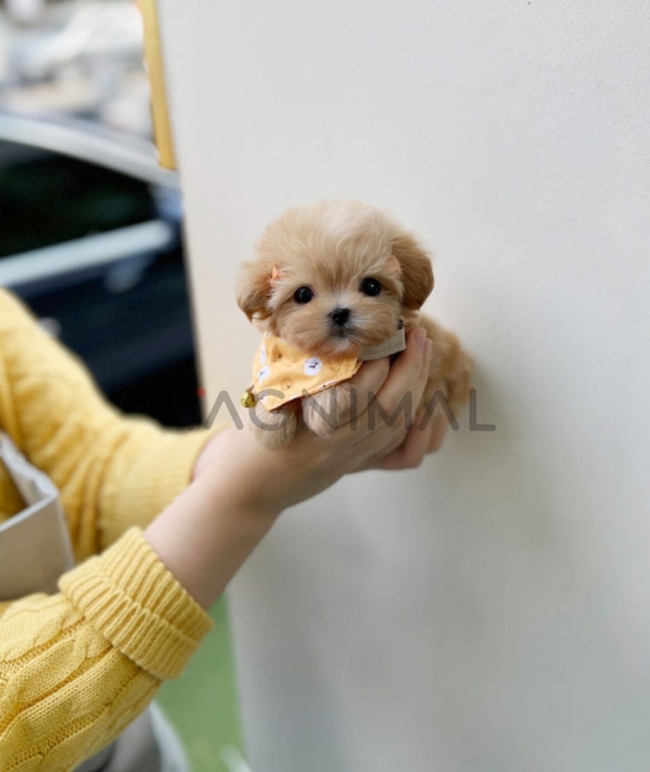 Maltipoo puppy for sale, dog for sale at Tagnimal