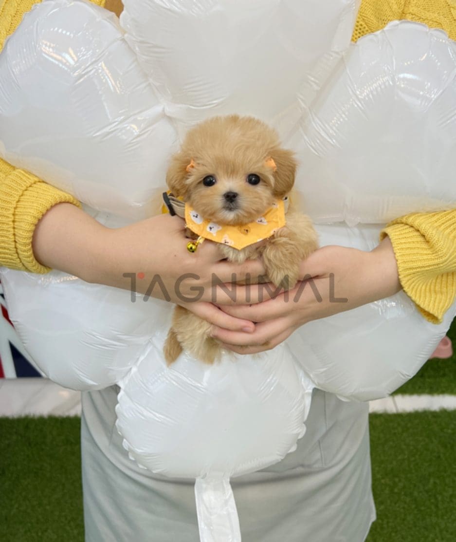 Maltipoo puppy for sale, dog for sale at Tagnimal