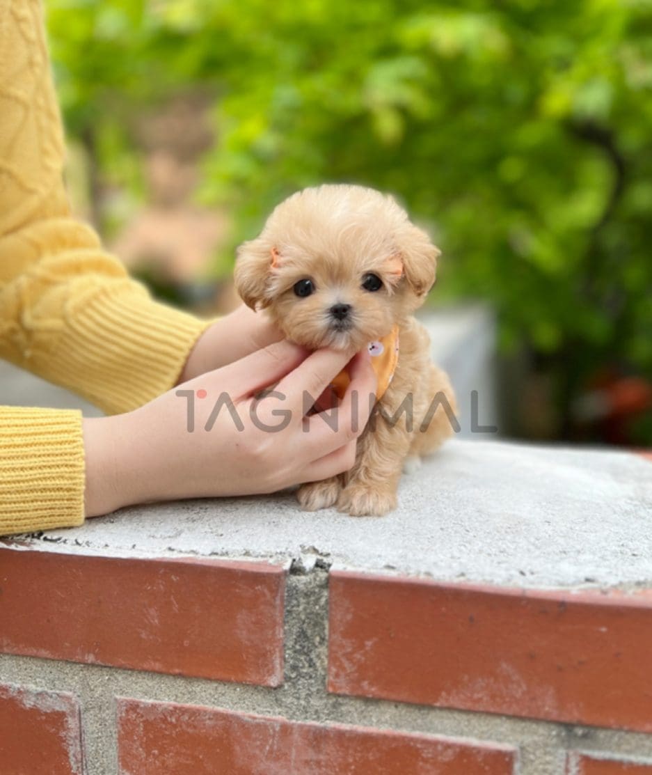 Maltipoo puppy for sale, dog for sale at Tagnimal