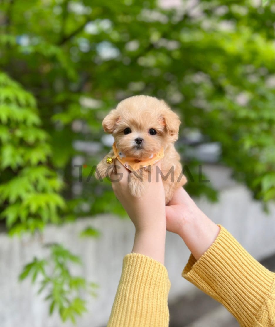 Maltipoo puppy for sale, dog for sale at Tagnimal