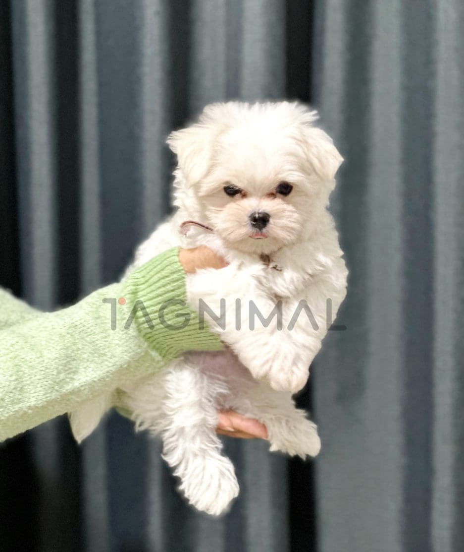 Maltipoo puppy for sale, dog for sale at Tagnimal