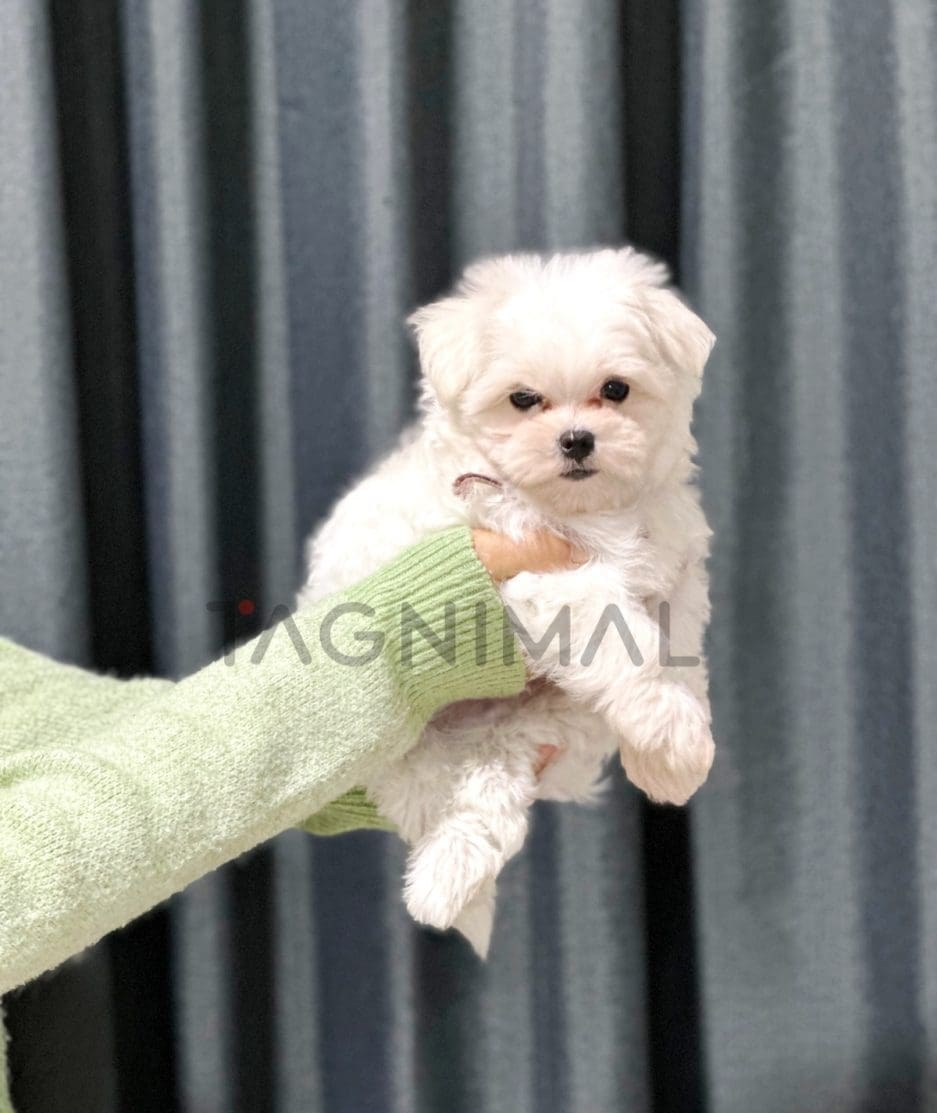 Maltipoo puppy for sale, dog for sale at Tagnimal