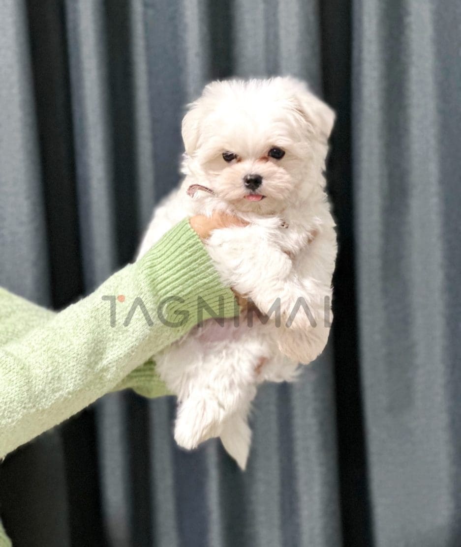 Maltipoo puppy for sale, dog for sale at Tagnimal