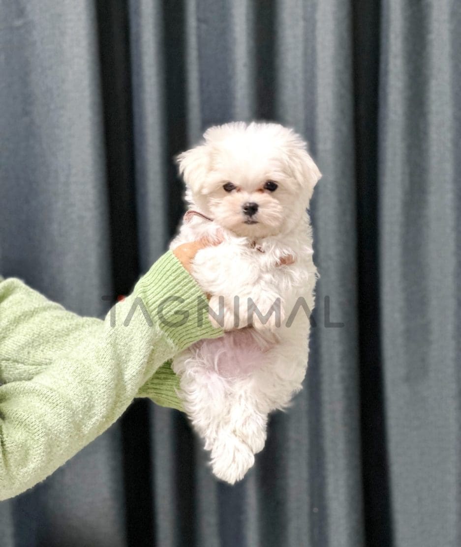 Maltipoo puppy for sale, dog for sale at Tagnimal