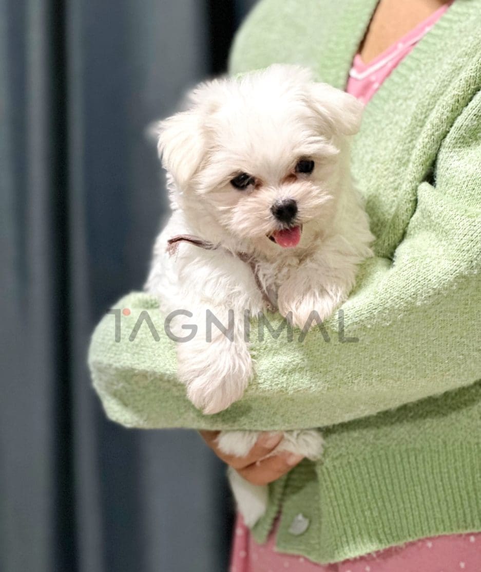 Maltipoo puppy for sale, dog for sale at Tagnimal