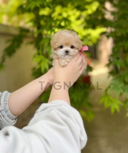 Maltipoo puppy for sale, dog for sale at Tagnimal