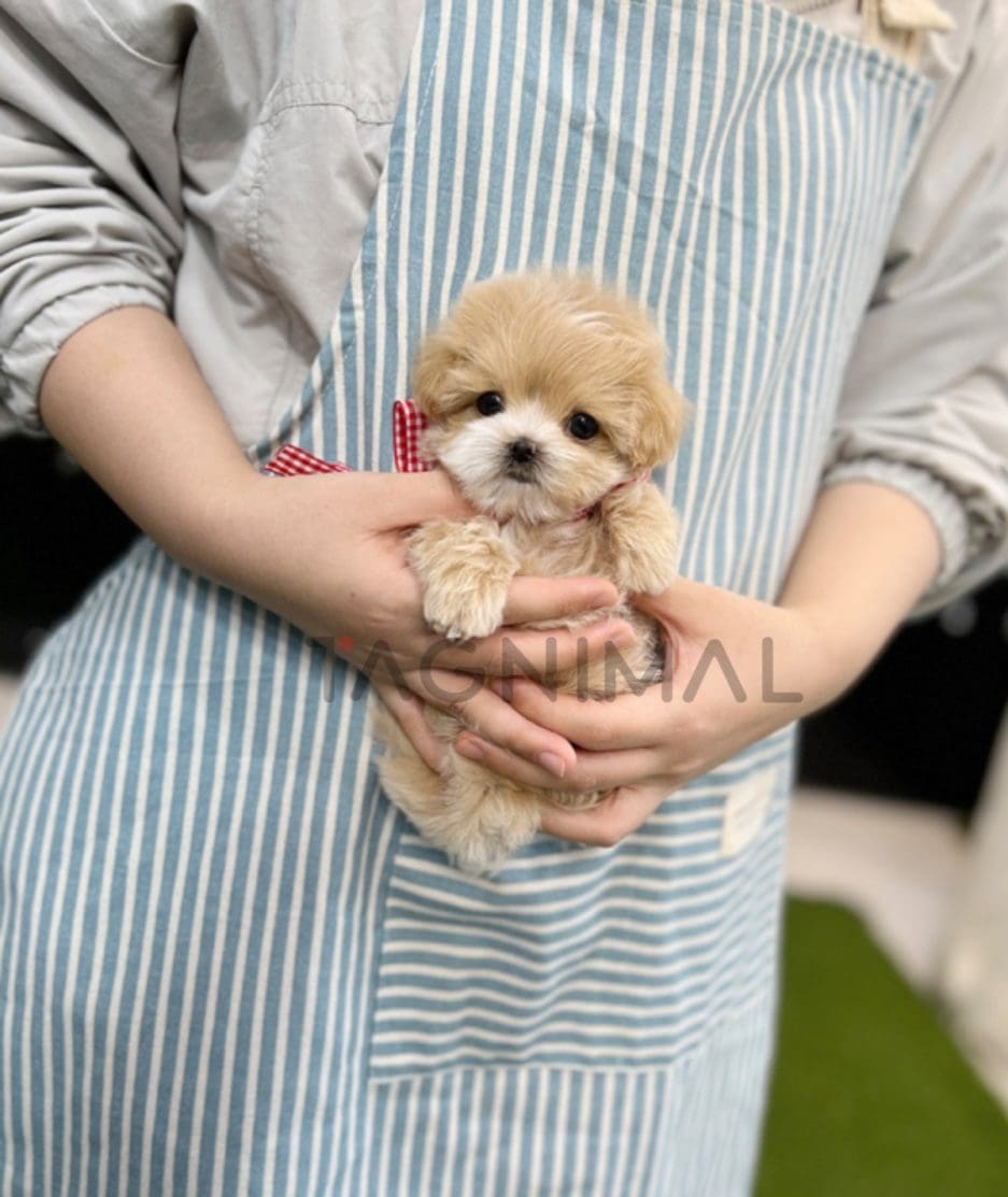 Maltipoo puppy for sale, dog for sale at Tagnimal