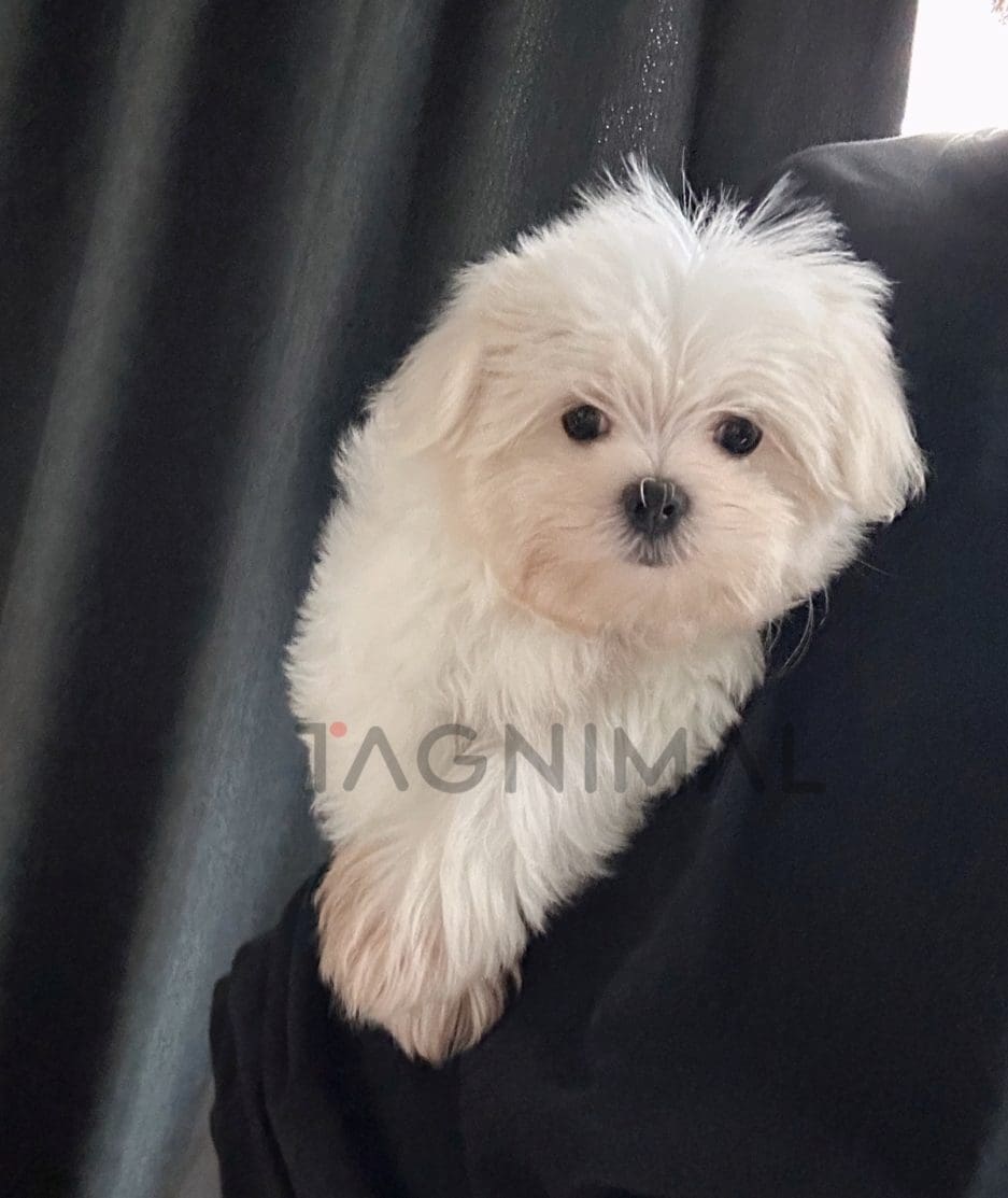 Maltese puppy for sale, dog for sale at Tagnimal